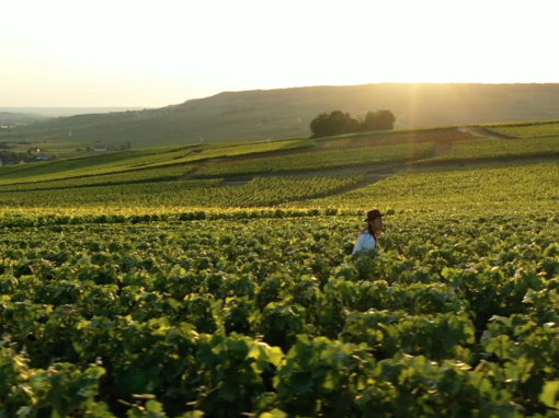 Lignes de Vie • Roederer